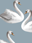 Swan