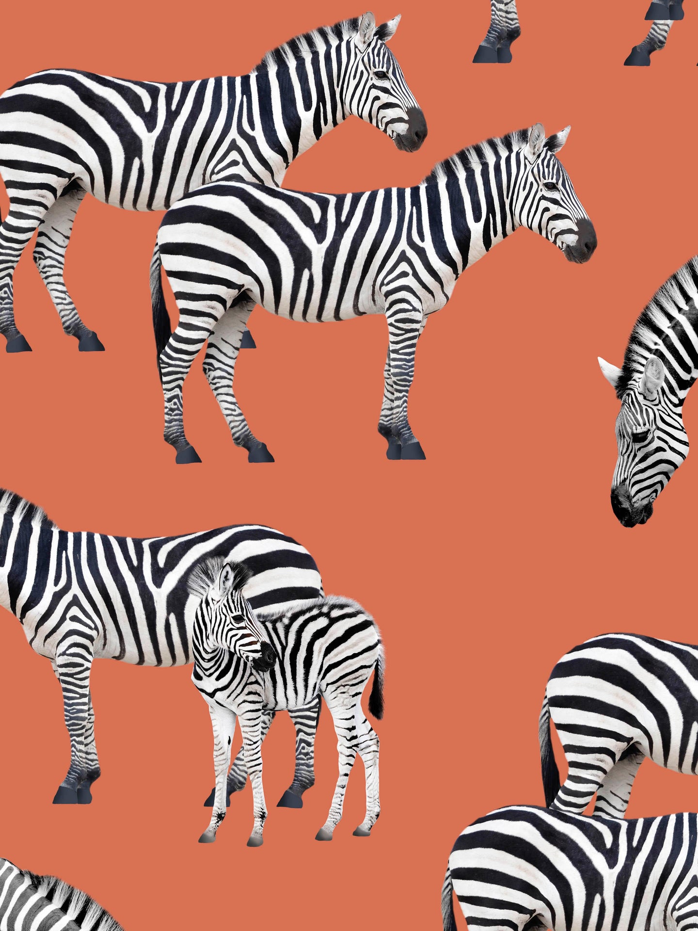 Zebras Print  - SNURK