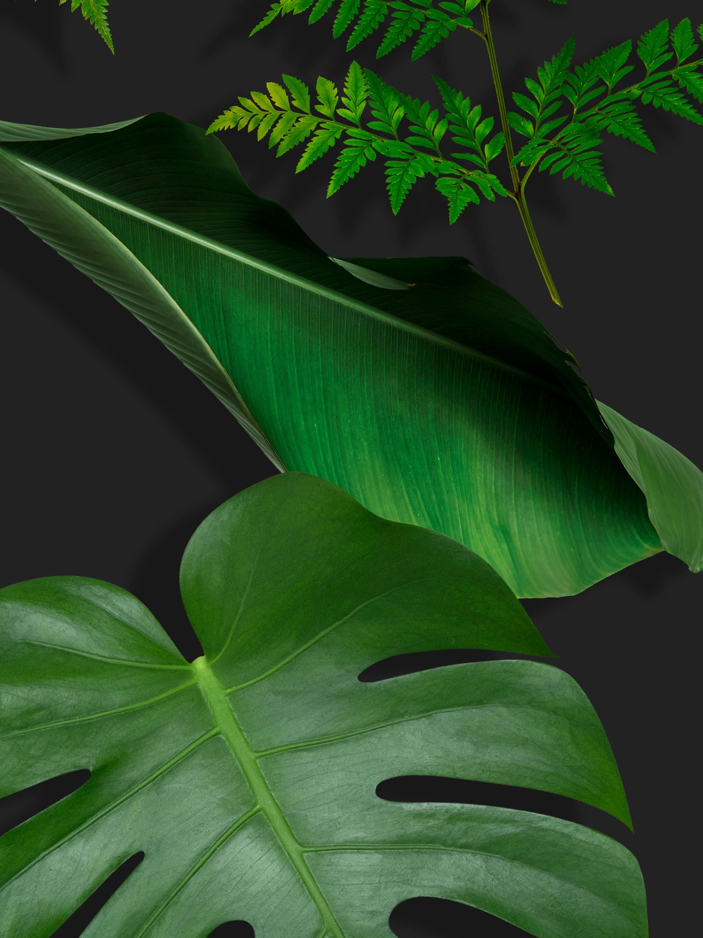 Dark Forest Broek Kids - SNURK