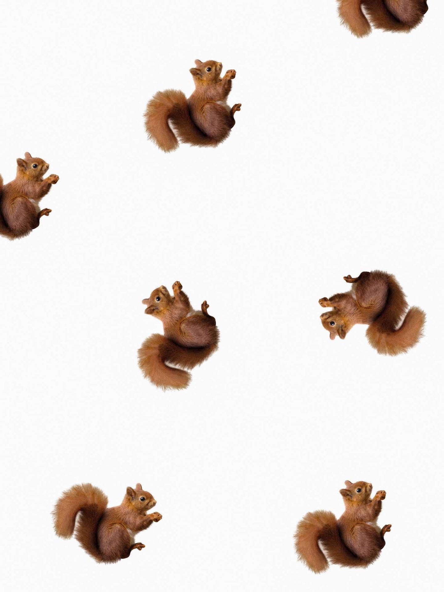 Squirrels Print - SNURK