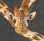 Giraffe Black