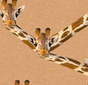 Giraffe Sand
