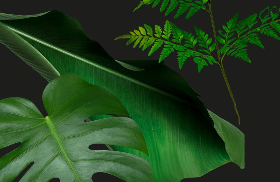 Dark Forest Print - SNURK