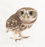 Night Owl