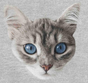 Ollie Cat