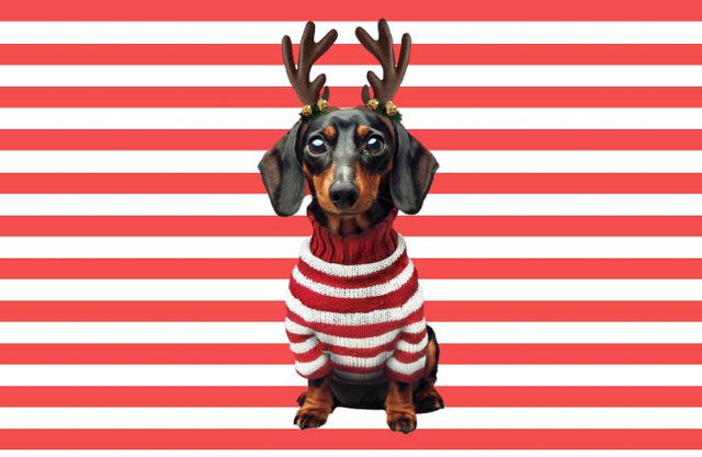 Pierre the Dachshund Christmas Print - SNURK