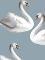 Swan Print