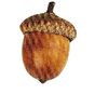 Winternuts