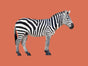 Zebra Print SS25 - SNURK