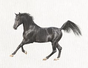 Black Horses White